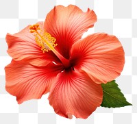 PNG Hibiscus flower petal plant. 