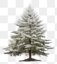 PNG Plant tree pine fir. 