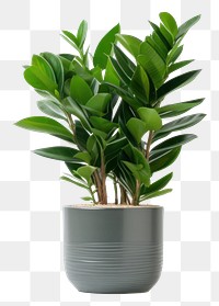 PNG Plant bonsai leaf vase. 