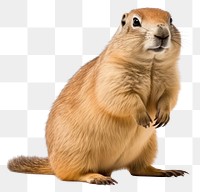 PNG Prairie dog squirrel animal mammal. 