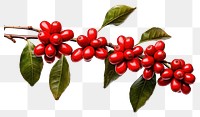 PNG Branch cherry plant fruit. AI generated Image by rawpixel.