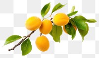 PNG Apricot fruit branch yellow. 