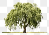 PNG Tree willow plant white background