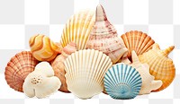 PNG Seashell seafood conch clam. 