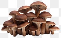 PNG Mushroom fungus plant  