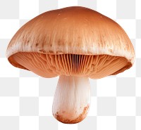 PNG Mushroom fungus plant agaricaceae. AI generated Image by rawpixel.