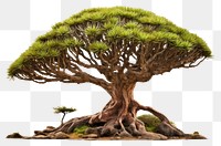 PNG Tree bonsai plant transparent background