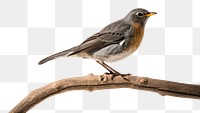 PNG Bird sparrow animal branch. 