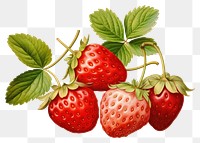 PNG Strawberry plant fruit food  