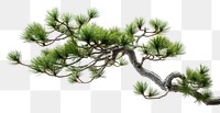 PNG Bonsai pine branch plant. AI generated Image by rawpixel.