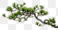 PNG Bonsai pine branch plant. 