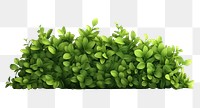 PNG Plant green herbs leaf. AI generated Image by rawpixel.