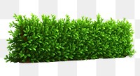 PNG Hedge plant grass green. 