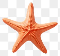 PNG Starfish white background invertebrate simplicity. 