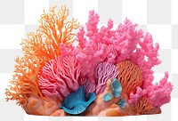 PNG Nature reef sea  