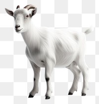 PNG Livestock wildlife animal mammal. AI generated Image by rawpixel.