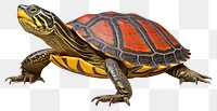 PNG Reptile animal wildlife tortoise. 