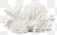 PNG White white background coral reef underwater. 