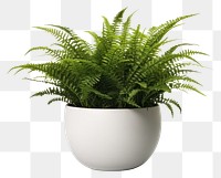 PNG Fern plant vase transparent background. 