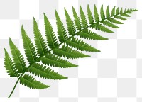 PNG Leaf fern plant frond. AI generated Image by rawpixel.