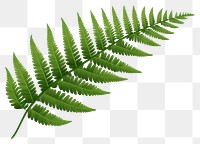 PNG Leaf fern plant frond. 