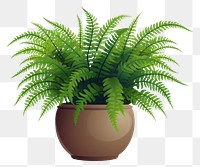 PNG Fern plant houseplant floristry. 