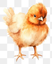 PNG Chicken poultry animal bird. 