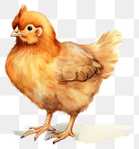 PNG Chicken poultry animal bird. 