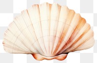 PNG Seashell clam invertebrate shellfish. AI generated Image by rawpixel.