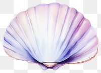 PNG Clam seashell transparent background invertebrate. 