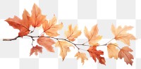 PNG Plant maple leaf tree. AI generated Image by rawpixel.