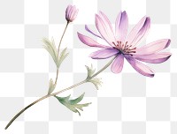 PNG Flower blossom petal plant. AI generated Image by rawpixel.