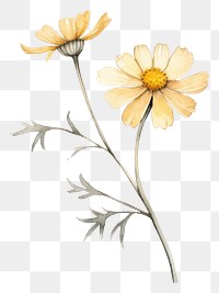 PNG Flower petal plant daisy. AI generated Image by rawpixel.