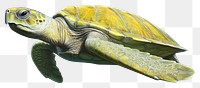 PNG Swimming animal sea turtle, digital paint illustration. 