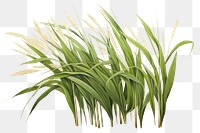 Plant grass hymenocallis agriculture. 