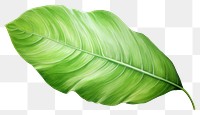 PNG Plant leaf freshness nature. 