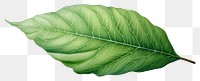 PNG Plant leaf xanthosoma freshness. 