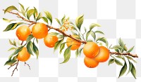 PNG Fruit plant food clementine. AI generated Image by rawpixel.