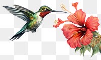 PNG Hummingbird flower animal plant. 