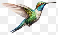 PNG Hummingbird animal beak transparent background. AI generated Image by rawpixel.