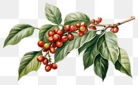 PNG Cherry plant leaf tree