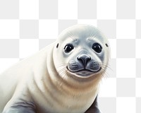 PNG cute seal pup illustration