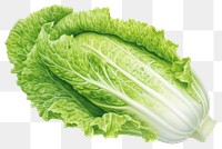 PNG Vegetable lettuce plant food, digital paint illustration. 