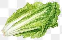 PNG Vegetable lettuce plant food, digital paint illustration. 