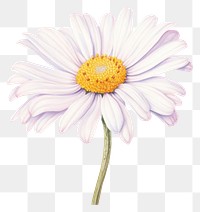 PNG Daisy flower petal plant. 