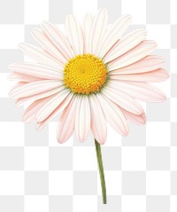 PNG Daisy flower petal plant. 