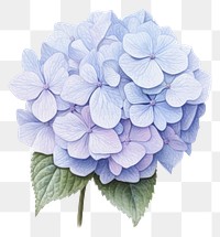 PNG Flower hydrangea plant inflorescence