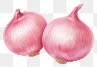 PNG Onion vegetable shallot plant. 