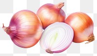 PNG Onion vegetable shallot plant. 