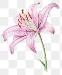 PNG Blossom flower plant lily. AI generated Image by rawpixel.
